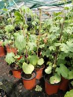 Surinaamse en Thaise Sopropo planten 3,50 per plant., Tuin en Terras, Planten | Tuinplanten, Volle zon, Groenteplanten, Eenjarig