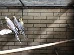 Jonge Valkparkieten 2025, Dieren en Toebehoren, Meerdere dieren, Parkiet, Geringd