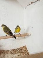 Mooi koppel Mozambique sijsen, Meerdere dieren