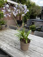 Agapanthus fireworks Afrikaanse lelie terras tuin balkon pla, Volle zon, Vaste plant, Zomer, Ophalen