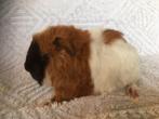 jonge cavia's, Dieren en Toebehoren, Knaagdieren, Cavia, Meerdere dieren, Tam, Oktober