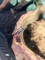 Kikker 6 maal, Ranitomeya amazonica, Dieren en Toebehoren, Reptielen en Amfibieën, Overige soorten