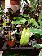 Philodendron Paraiso Verde, Huis en Inrichting, Kamerplanten, Overige soorten, Minder dan 100 cm, Ophalen of Verzenden, Halfschaduw