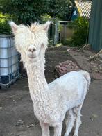 Alpaca hengstje, Dieren en Toebehoren, December, Mannelijk