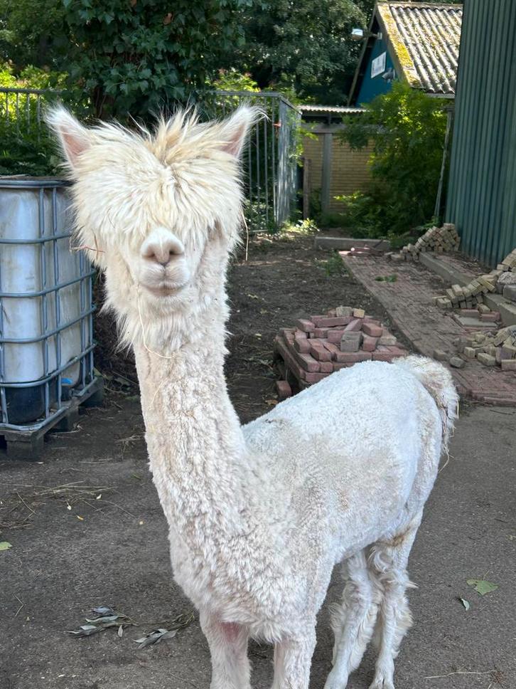 Alpaca hengstje, Dieren en Toebehoren, Overige Dieren, Mannelijk, December