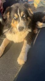 We zijn op zoek naar een goud mandje, Rabiës (hondsdolheid), Reu, 1 tot 2 jaar, Eén hond