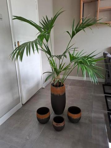 4x bloempot voor binnen inclusief kentia palm kamerplant. beschikbaar voor biedingen