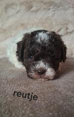 Unieke choco mini labradoodle pups - hypoallergeen💞, Dieren en Toebehoren, Honden | Chihuahua's en Gezelschapshonden, Overige rassen