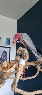 Rose kaketoe  man, Dieren en Toebehoren, Vogels | Parkieten en Papegaaien, Mannelijk, Papegaai