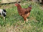 Rhode island red hanen, Dieren en Toebehoren, Pluimvee, Mannelijk, Kip