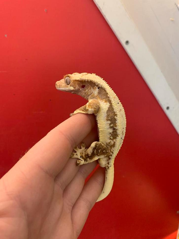 Crested Gecko Male LW RED Wimpergekko man