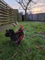 Serama krulveer haan. Afgelopen zomer geboren, Mannelijk, Kip