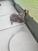 Britse korthaar kittens, Dieren en Toebehoren, Kater, 0 tot 2 jaar