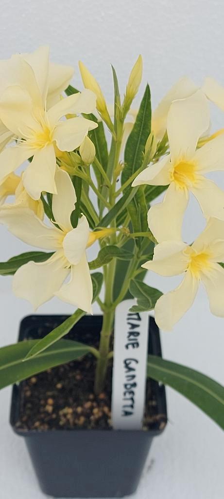 Oleander Planten uit eigen kwekerij., Tuin en Terras, Planten | Bomen, Overige soorten, Minder dan 100 cm, Volle zon, Zomer, In pot