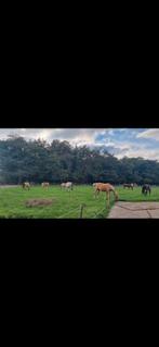 Plek vrij paddock Paradise Veldhoven, Dieren en Toebehoren, Stalling en Weidegang, Weidegang