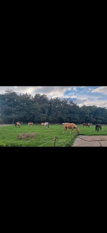Plek vrij paddock Paradise Veldhoven  beschikbaar voor biedingen