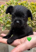 ❤️Prachtige Toypoedel mix puppy’s. Puppy. Toy poedel. Pomchi, CDV (hondenziekte), 8 tot 15 weken, Meerdere, Nederland