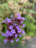 Verbena bonariensis, Volle zon, Vaste plant, Zomer, Ophalen