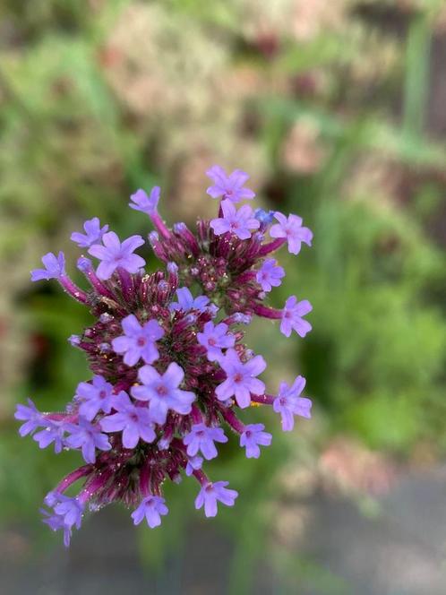 Verbena bonariensis, Tuin en Terras, Planten | Tuinplanten, Vaste plant, Overige soorten, Volle zon, Zomer, Ophalen