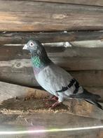 Duiven, Dieren en Toebehoren, Meerdere dieren, Overige soorten