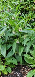Smeerwortel Bocking 14, Tuin en Terras, Planten | Tuinplanten, Vaste plant, Halfschaduw, Zomer, Ophalen