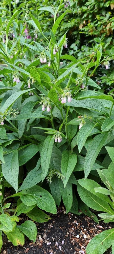 Smeerwortel Bocking 14, Tuin en Terras, Planten | Tuinplanten, Vaste plant, Overige soorten, Halfschaduw, Zomer, Ophalen