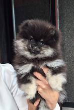 Prachtige en lieve Pomeriaan pups met stamboom, Overige rassen, 8 tot 15 weken, Meerdere, Meerdere dieren