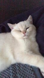 Britse korthaar kitten, Dieren en Toebehoren, Poes