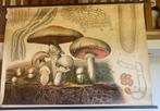Botanische Schoolplaat Paddenstoelen - Schmeil Wandtafeln, Antiek en Kunst, Ophalen of Verzenden, Natuur en Biologie