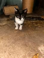 Kitten, Dieren en Toebehoren, Katten en Kittens | Overige Katten, Kater, Langharig, 0 tot 2 jaar