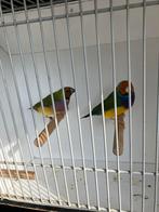Gouldamadine oranjekop, Meerdere dieren, Tropenvogel, Geringd