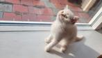 Prachtige Perzisch  Britse Korthaar kittens., Dieren en Toebehoren, Katten en Kittens | Raskatten | Korthaar, Kater, Met stamboom