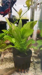 Echinodorus amazonicus, Dieren en Toebehoren, Vissen | Aquaria en Toebehoren, Ophalen of Verzenden, Zo goed als nieuw, Plant(en), Steen of Hout