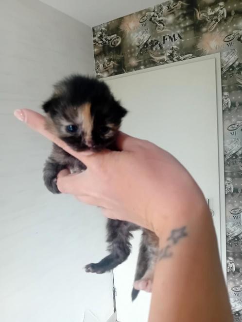 Kitten, Dieren en Toebehoren, Katten en Kittens | Overige Katten, Poes