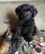 POMAPOO PUPS, Poedel, Parvo, 8 tot 15 weken, Meerdere dieren