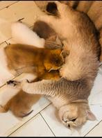 Britse kort haar, Dieren en Toebehoren, Katten en Kittens | Dekkaters