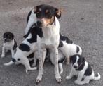 Boerenfox puppy's geboren op onze boerderij teefjes reutjes, Dieren en Toebehoren, Honden | Niet-rashonden, Particulier, Rabiës (hondsdolheid)