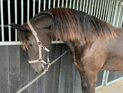 Royale jonge Friese merrie, Dieren en Toebehoren, Paarden, Merrie, 0 tot 2 jaar, Dressuurpaard, Met stamboom, Gechipt, Ontwormd