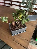 Azalea Bonsai Boompje, Ophalen, Overige materialen, Minder dan 30 cm, Minder dan 60 cm