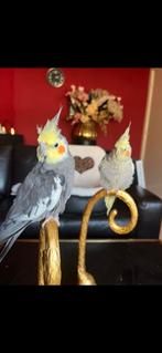 Valkparkieten nog 2 over ♥️, Meerdere dieren, Parkiet