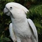 Te koop gevraagd: volwassen Ara of een Witkuifkaketoe, Dieren en Toebehoren