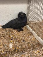 Boecharijse trommel duif, Vrouwelijk, Postduif