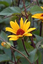 Zaden Heliopsis helianthoides 'Summer Nights', Tuin en Terras, Bloembollen en Zaden, Ophalen of Verzenden, Zaad