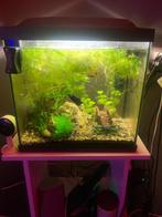 aquarium met alle toebehoren incl. vissen, Ophalen, Nieuw, Gevuld zoetwateraquarium