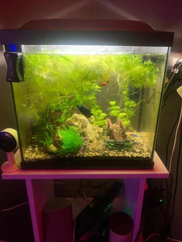 aquarium met alle toebehoren incl. vissen beschikbaar voor biedingen