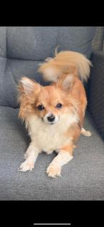 Chihuahua Bella, Dieren en Toebehoren, Honden | Poolhonden, Keeshonden en Oertypen, Keeshond, CDV (hondenziekte), Teef, Eén hond