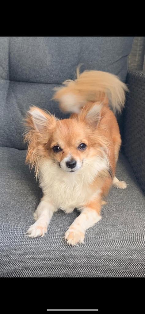 Chihuahua Bella, Dieren en Toebehoren, Honden | Poolhonden, Keeshonden en Oertypen, Teef, Keeshond, Particulier, Eén hond, Nederland