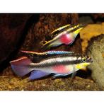 Pelvicachromis Pulcher: €2,50 per koppel, Vis, Zoetwatervis