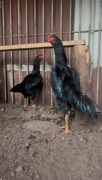 O shamo, Dieren en Toebehoren, Vrouwelijk, Kip