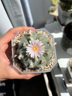 Lophophora williamsii peyote zaden (cactus), Ophalen of Verzenden, Cactus, Minder dan 100 cm, Volle zon
